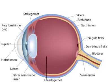 ØYETS ANATOMI: Bildet viser øyets anatomi. Foto: NTB Scanpix/Shutterstock/bildetekst oversatt av Lommelegen ØYETS ANATOMI: Bildet viser øyets anatomi. Foto: NTB Scanpix/Shutterstock/bildetekst oversatt av Lommelegen